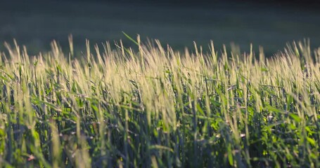 Wall Mural - a new wheat harvest in the spring season, the first spikelets of wheat in windy weather in rural areas