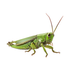 Green grasshopper isolate on transparent png.