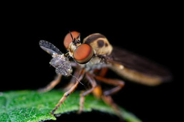 fly on leaf