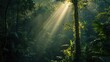 © UMAR SALAM - A dense forest with a single ray of sunlight piercing through the canopy, highlighting hope in darkness.
