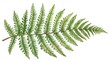 © CoreVisuals - Close-up of a single green fern frond isolated on a white background, showcasing natural texture and detailed leaf structure.