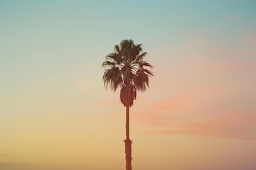 Poster - palm tree at sunset