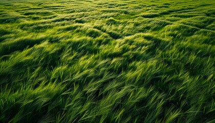 Wall Mural - A green field with grass and sunlight.