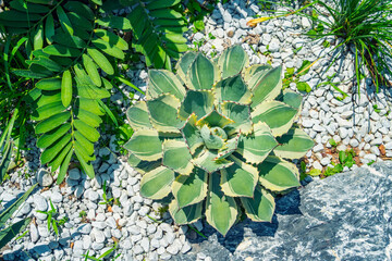 Wall Mural - agave plant leaves on a decorative flower bed in the greenhouse