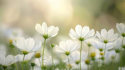 Wall Mural - The delicate petals of the cosmos sway in the breeze, their airy beauty adding a touch of grace to the garden.