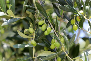 Olives ripened on trees in a city park.