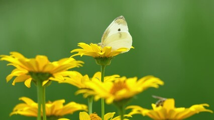 Wall Mural - 黄色い花の咲く花畑で蜜を求めて飛ぶ蝶々