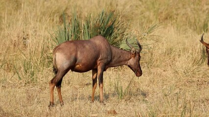 Wall Mural - A tsessebe antelope (Damaliscus lunatus) feeding in natural habitat, Kruger National Park, South Africa