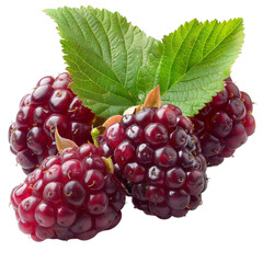 Wall Mural - Detailed cutout of a A fresh mulberry isolated 