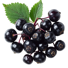 Detailed cutout of a A single elderberry isolated 