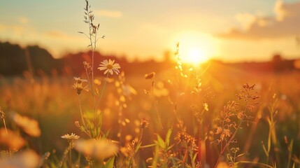 Poster - The peacefulness of a sunset over a meadow, the sky turning golden and the wildflowers glowing in the last light of day, creates a serene and beautiful moment.