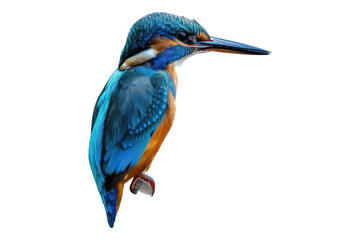 King fisher isolated on transparent background