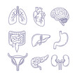 © Freshcare - Set of Human internal organ outline doodle hand drawn vector illustration