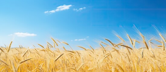 Aufkleber - Lush yellow grass with a clear blue sky in the background is a picturesque sight in nature, perfect for a copy space image.