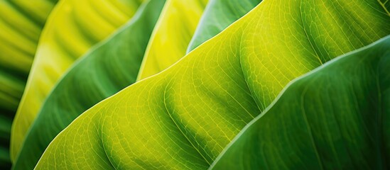 Poster - Close-up image of a yellow Dieffenbachia leaf for use as a natural background with copy space image.