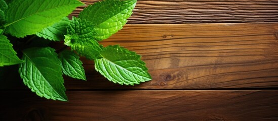Fototapete - Mint leaf on wooden surface with copy space image.