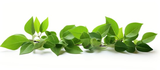 Poster - Fresh green leaves on a white background with a clipping path for design elements, perfect for a copy space image.