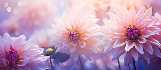 Canvas Print - gorgeous blooms created using color filters, with a soft focus ideal for a copy space image.