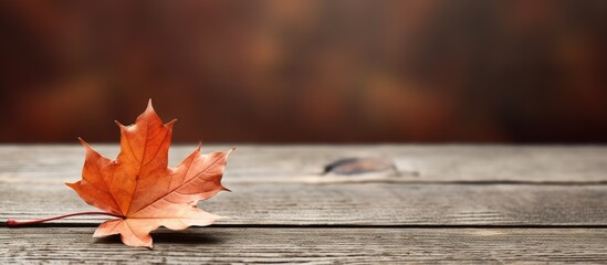 Fototapete - A single autumn leaf is placed on a table with copy space image.