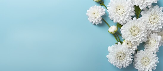 Wall Mural - Chrysanthemum flowers on a light blue backdrop creating a flat lay composition with copy space image.