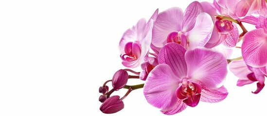 Poster - Copy space image of orchid flowers isolated on a white background.