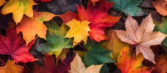 Fototapete - A variety of colorful maple leaves scattered on the ground in a park, Captured from above showcasing yellow, red, green hues, creating an autumn-themed copy space image.