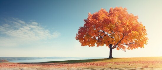 Aufkleber - Sunny day outdoors, showcasing a beautiful tree adorned with bright autumn leaves, offering ample copy space image.