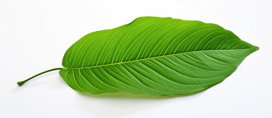 Fototapete - Green leaf on white backdrop with copy space image available.