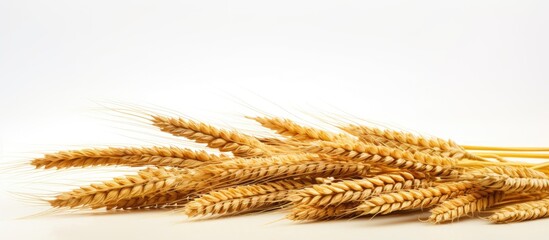 Poster - Stack of wheat on a white background, providing copy space image.