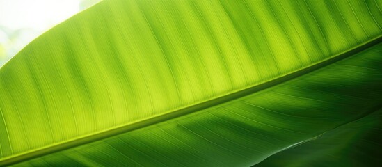 Aufkleber - Banana leaf texture closeup in sunlight with copy space image.