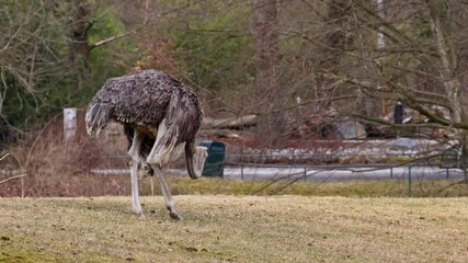 Wall Mural - The common ostrich, Struthio camelus, or simply ostrich, is a species of large flightless birds native to Africa. It is one of two extant species of ostriches