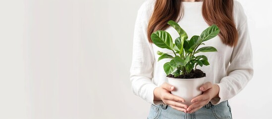 Fototapete - The woman gardeners holds pot with indoor flower on white background. Concept of plants care and home garden. with copy space image. Place for adding text or design