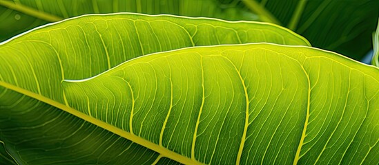 Poster - Close-up image of a yellow Dieffenbachia leaf for use as a natural background with copy space image.