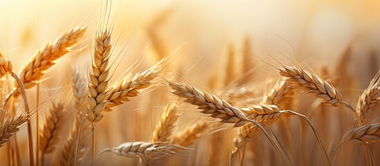 Fototapete - Blurry background highlights ears of wheat in copy space image.