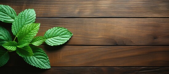 Fototapete - Mint leaf on wooden surface with copy space image.