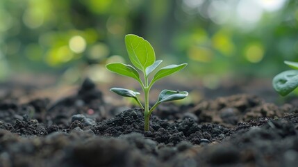 Poster - The world is a garden, where each person has the potential to plant seeds of change and growth that can blossom into a brighter future.