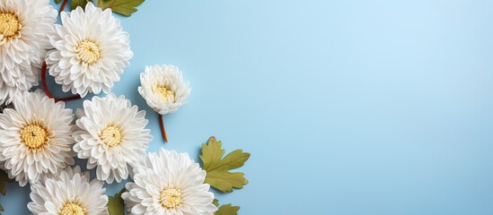 Poster - Chrysanthemum flowers on a light blue backdrop creating a flat lay composition with copy space image.