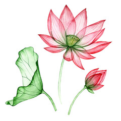 Wall Mural - watercolor drawing, transparent lotus flower. set of lotus flowers and leaves