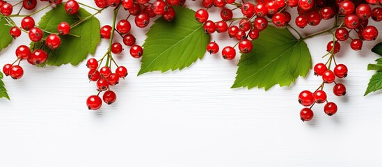 Poster - Botanical festive flat lay top view with red holly berries and green branches on a white background for a winter natural decoration. Ideal for a copy space image.