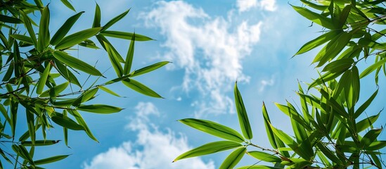 Wall Mural - A captivating backdrop with fresh green bamboo leaves against the sky in a close-up copy space image.