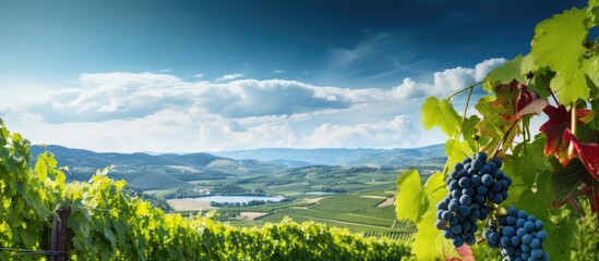 Fototapete - Luxurious vineyards with a captivating background, selective focus, and ample copy space image for text.
