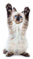 Wall Mural - Cute Ragdoll kitten cat with fluffy fur and blue eyes sitting with two paws front legs raised and playful funny expression isolated on white background