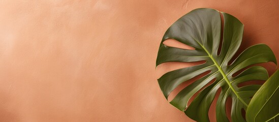 Aufkleber - Monstera leaf viewed from above on a brown matte marble surface, ideal as background or wallpaper with available copy space image.