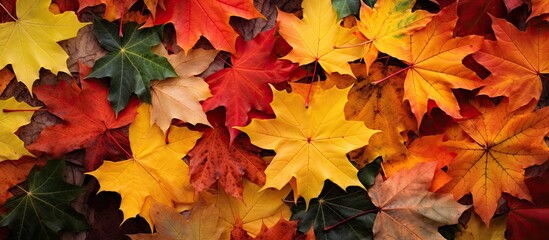 Fototapete - A variety of colorful maple leaves scattered on the ground in a park, Captured from above showcasing yellow, red, green hues, creating an autumn-themed copy space image.