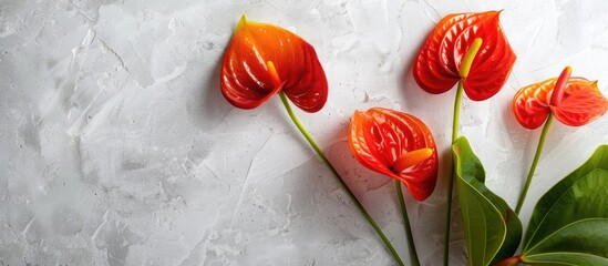 Wall Mural - Grid with anthurium flowers against a light background, offering copy space image.