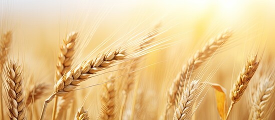 Fototapete - Blurry background highlights ears of wheat in copy space image.