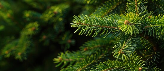 Poster - Green spruce branches create a beautiful backdrop with a close-up view perfect for incorporating a copy space image.