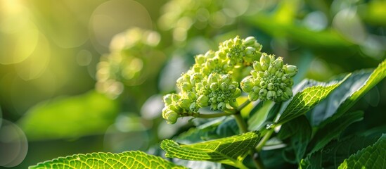 Poster - Selective focus image of a hydrangea bud blooming in the summer park with copy space image.