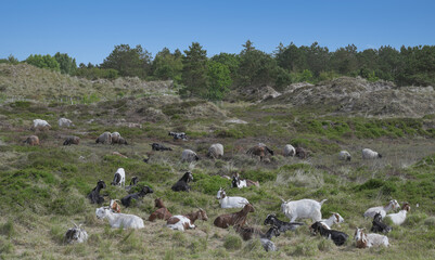 Wall Mural - Sheep and Goats in Dunes of Sankt Peter-Ording,North Sea,North Frisia,Eiderstedt Peninsula,Schleswig-Holstein,Germany