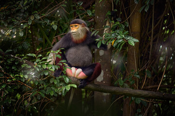 Wall Mural - red-shanked douc langur, pygathrix namaeus, portrait of cute rare andemic monkey in the nature habit